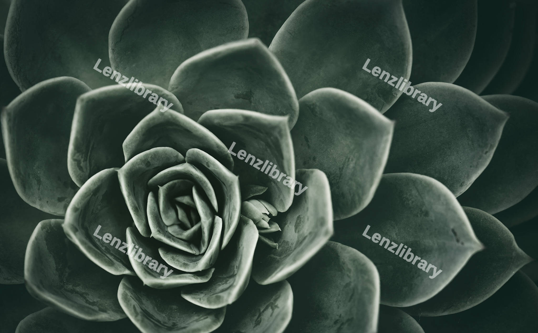 Succulent Plant